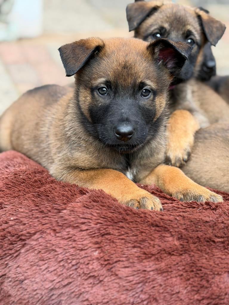Mechelse herder reuen uit Knpv lijnen geboren 08-03-26, Parvo, 8 tot 15 weken, Geslacht onbekend, Meerdere