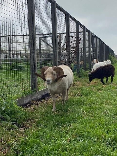 Dekram Ouessantschaap huren | Verschillende dieren, Mannelijk, Schaap