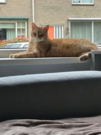 2 super lieve katten, Dieren en Toebehoren, Katten en Kittens | Raskatten | Korthaar, Meerdere dieren