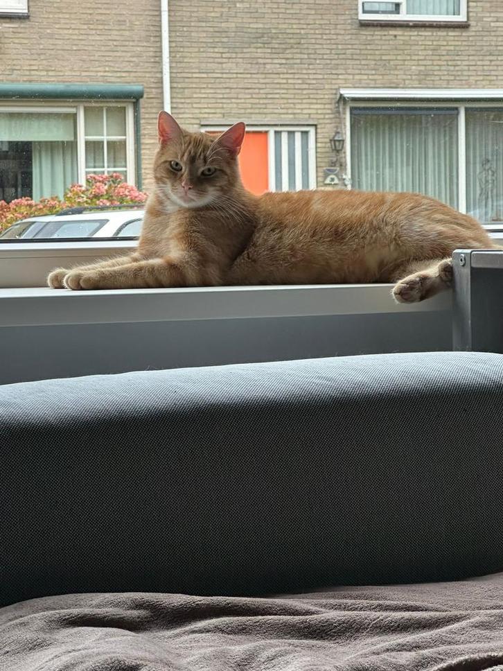 2 super lieve katten, Dieren en Toebehoren, Katten en Kittens | Raskatten | Korthaar, Meerdere dieren