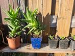 Aloë Vera stekjes en grote planten, Ophalen
