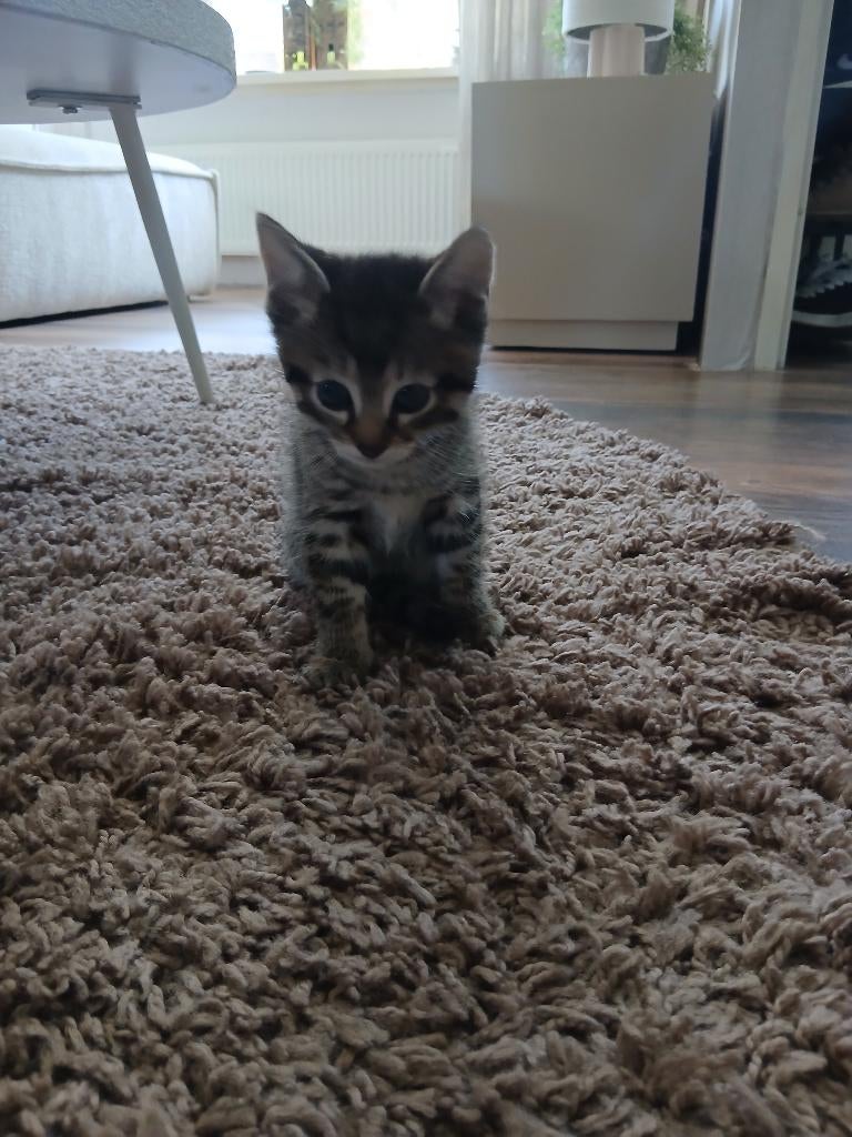 Kitten, Kater, Kortharig, 0 tot 2 jaar