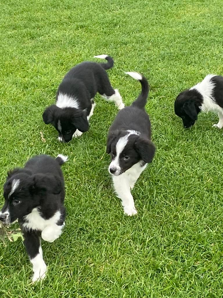 Vrolijke en speelse BORDER COLLIE x FRIESE STABIJ pups, Dieren en Toebehoren, Honden | Niet-rashonden, Nederland, 8 tot 15 weken