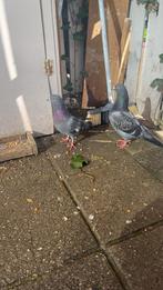 Postduiven, Meerdere dieren, Postduif