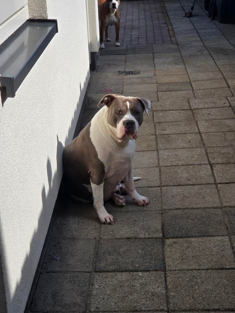 Bully(teef) stafford mix(reu), Dieren en Toebehoren, Overige rassen, Teef, Meerdere, 3 tot 5 jaar