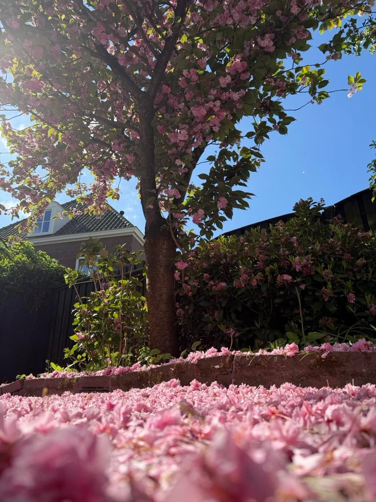 Gratis japanse sierkers boom Prunus serrulata, Tuin en Terras, Planten | Bomen, Ophalen, Halfschaduw, Overige soorten