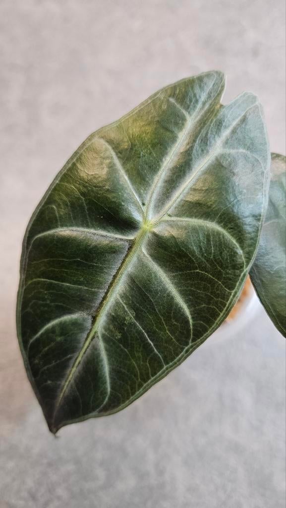 Alocasia Pink Dragon (Stardust Variegata), Ophalen of Verzenden, Halfschaduw, Minder dan 100 cm