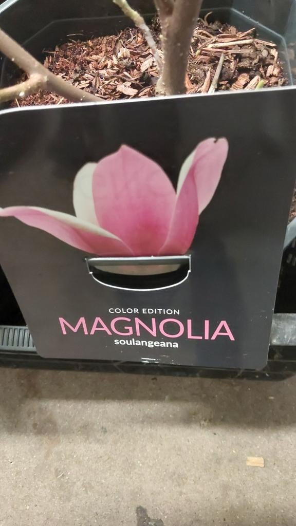 Grote magnolia, Ophalen of Verzenden