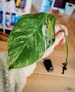 Monstera variegata stek, Ophalen, Halfschaduw, Minder dan 100 cm