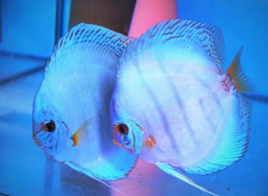 Discus Reflection D Blue 8 cm - Siner - Koidreams € 45,00