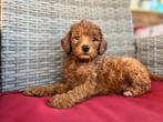 Te koop red poedel pups, Particulier, 15 weken tot 1 jaar, Buitenland, Parvo