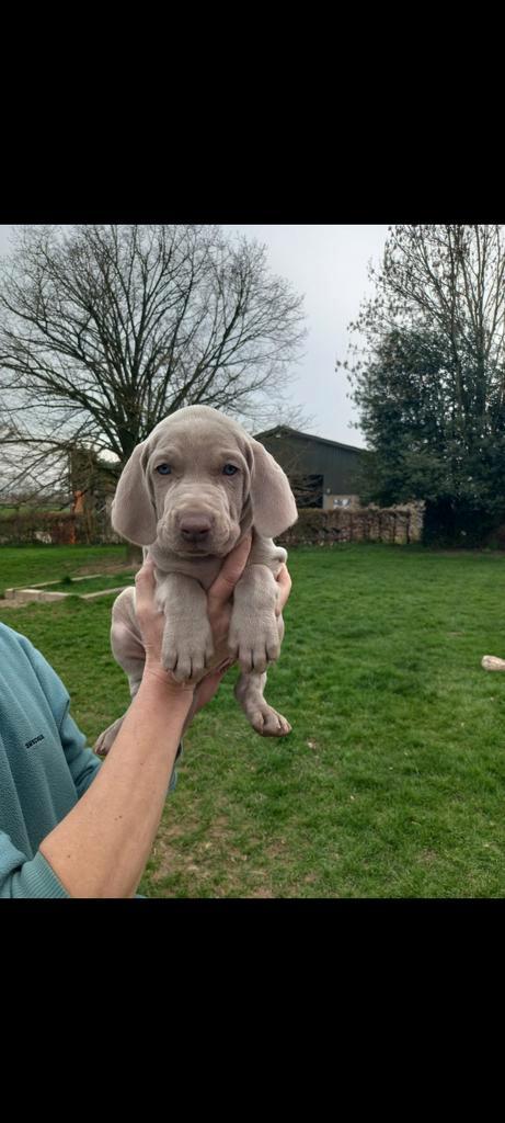 Weimaraner pups, Dieren en Toebehoren, Honden | Setters en Staande honden, Meerdere dieren, Overige rassen, Particulier, Eén hond