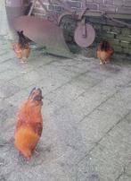 3 rode boeren kriel haantjes half jaar oud, Dieren en Toebehoren, Pluimvee, Mannelijk, Kip