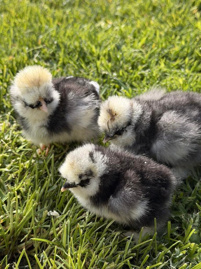 USA zijdehoen kuikens (hennetjes) te koop, Dieren en Toebehoren, Vrouwelijk, Kip