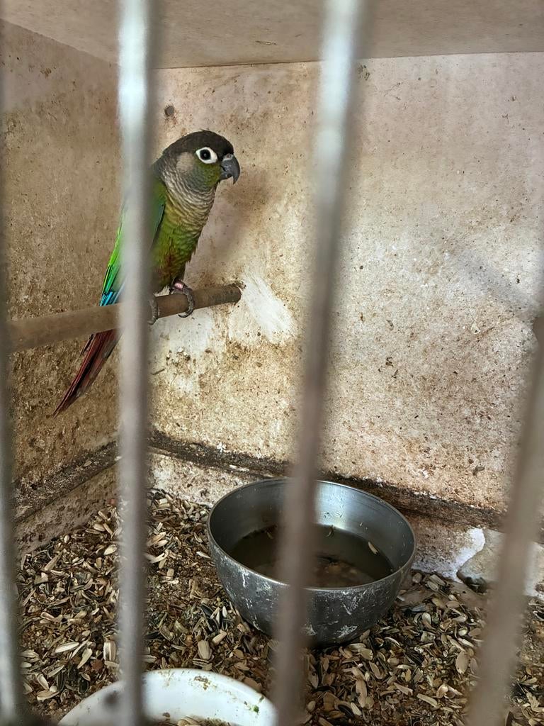 Pyrhurra’s broer en zus., Dieren en Toebehoren, Meerdere dieren, Tropenvogel