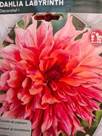 Diverse soorten dahlia knollen, Ophalen of Verzenden, Volle zon