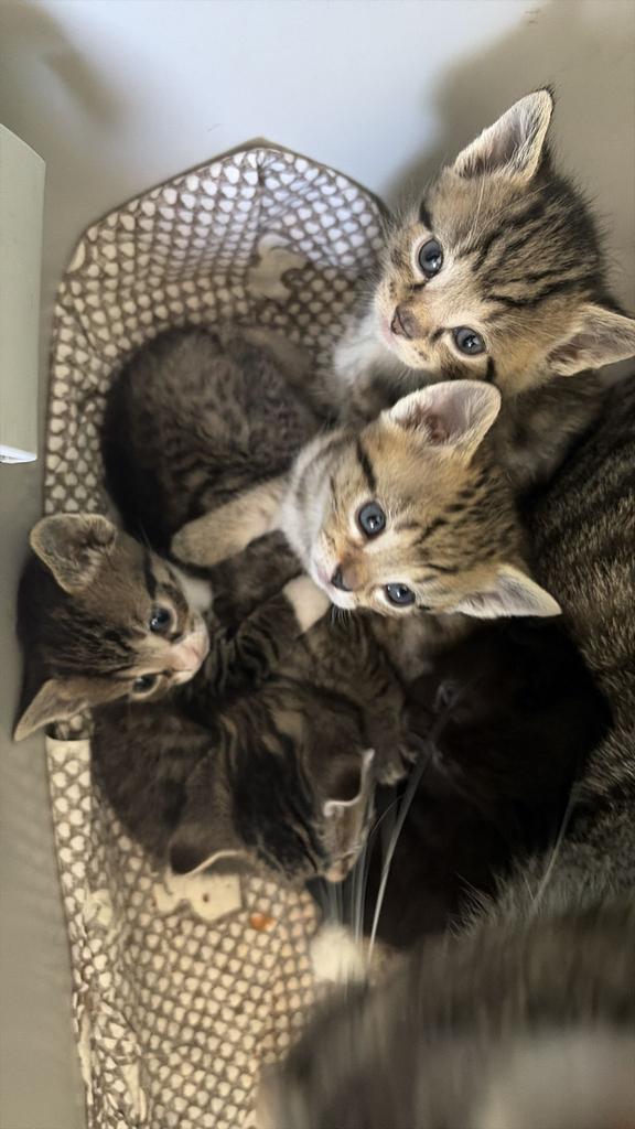 2 kittens nog beschikbaar