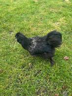 Zijdehoen haan zwart, Dieren en Toebehoren, Pluimvee, Mannelijk, Kip