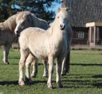 Te koop: twee welsh A jaarlingen, Dieren en Toebehoren, Pony's, B pony (1.17m tot 1.27m), Onbeleerd, Meerdere dieren, Recreatiepony