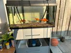 Compleet vissenaquarium te koop, Ophalen of Verzenden, Zo goed als nieuw