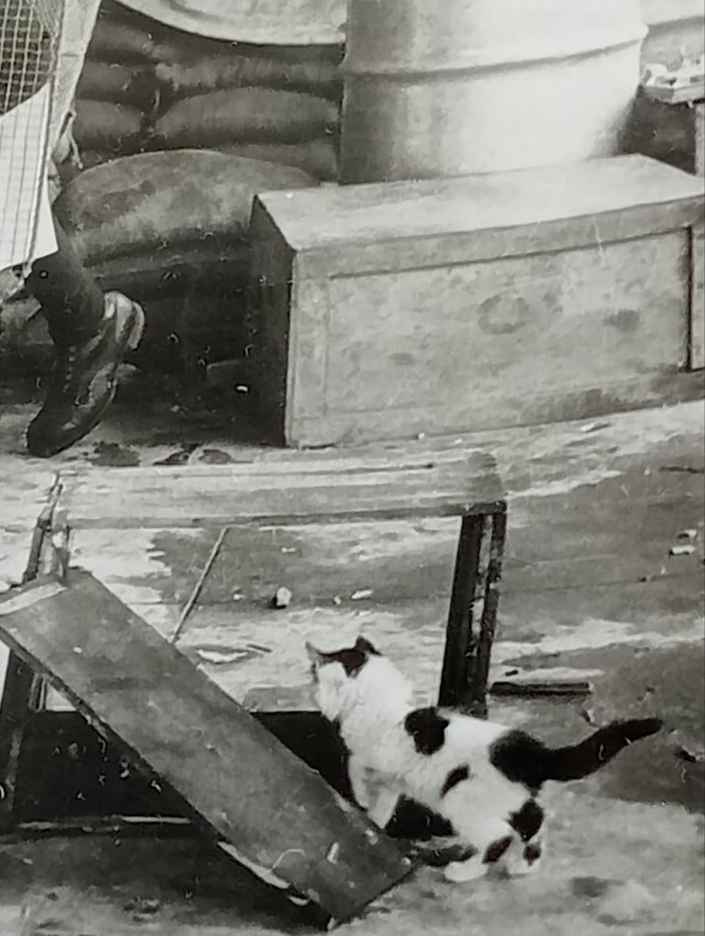 Kenya 1959 Kitten met 2 polite agenten Kenia, Ophalen of Verzenden, 1940 tot 1960, Gebruikt, Overige onderwerpen