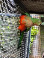 OV konings parkiet pop mooie forse vogel., Dieren en Toebehoren, Vrouwelijk, Parkiet
