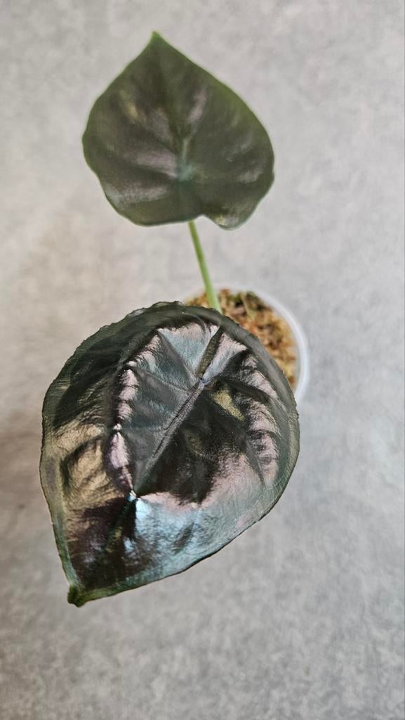 Alocasia Infernalis kapit Black Magic, Huis en Inrichting, Kamerplanten, Ophalen of Verzenden, Halfschaduw, Minder dan 100 cm