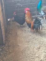 Drentse kriel kippen, Dieren en Toebehoren, Pluimvee, Meerdere dieren, Kip