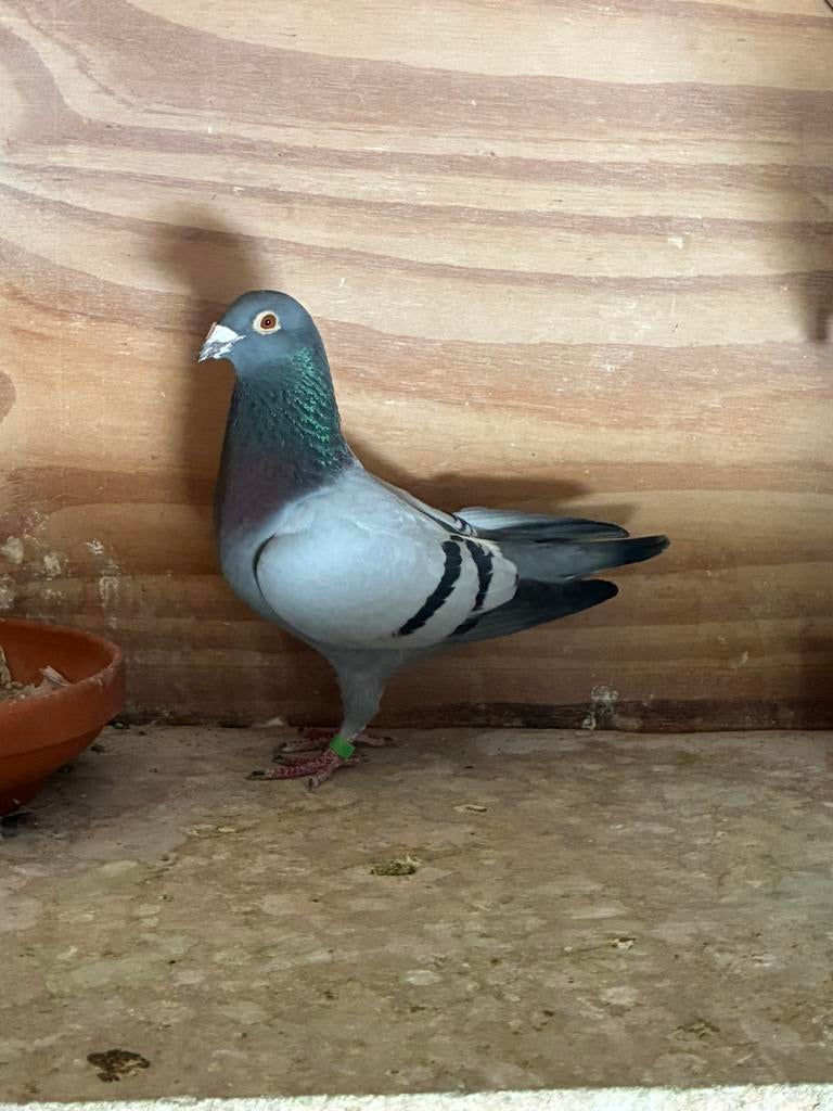 Postduiven doffer G van ‘t Hof, Dieren en Toebehoren, Vogels | Duiven, Mannelijk, Postduif