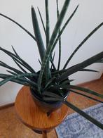 Sanseveria Fernwood, Ophalen