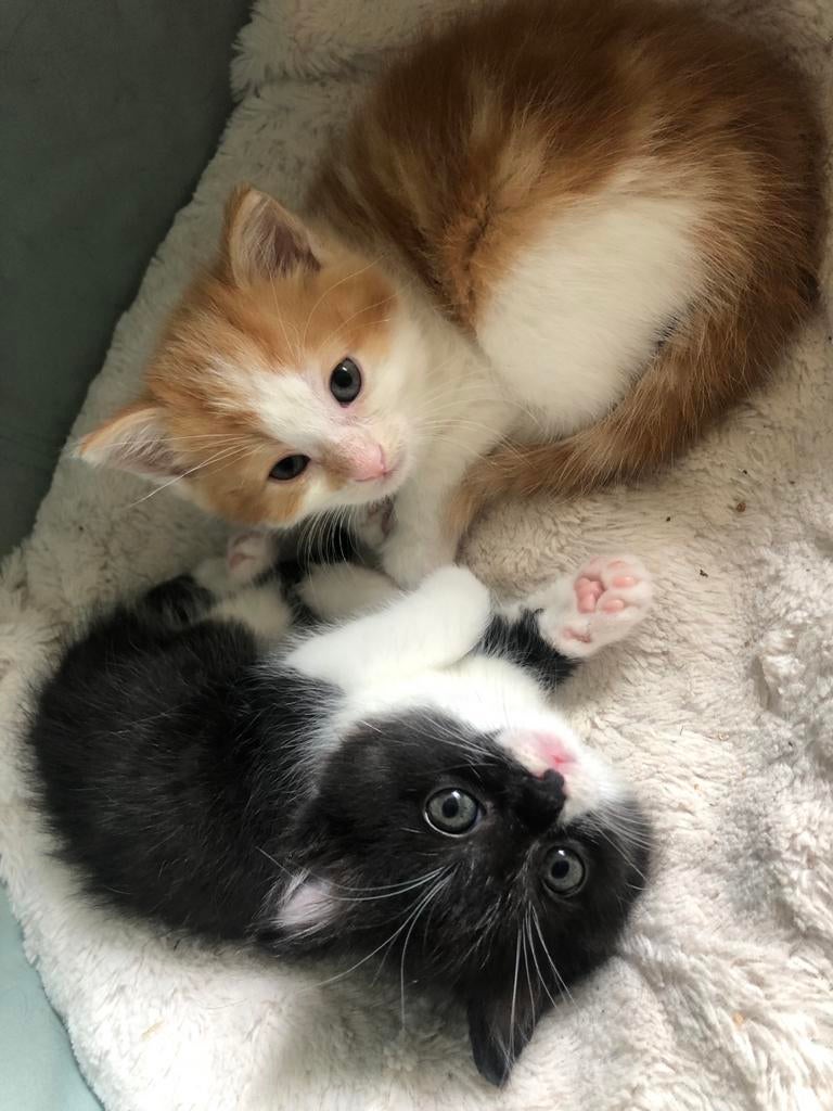 Te koop lieve jonge kittens, Dieren en Toebehoren, Katten en Kittens | Overige Katten, Meerdere dieren