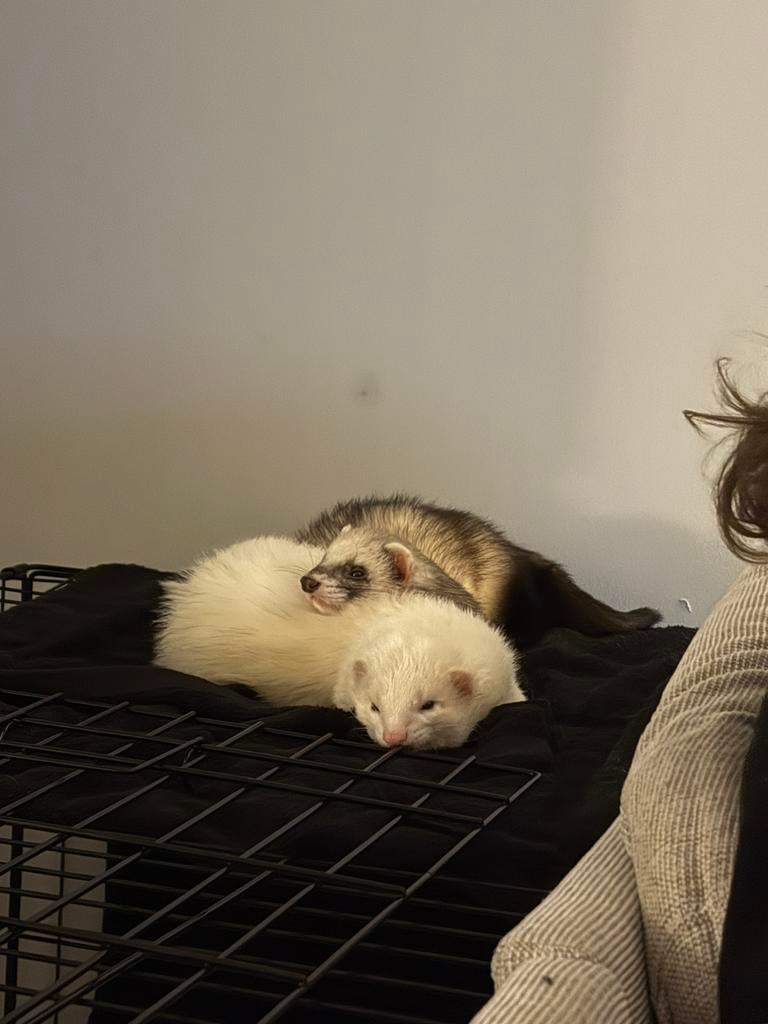 Fretten zoeken goed huisje, Dieren en Toebehoren, Maart, Fret, Mannelijk, Tam