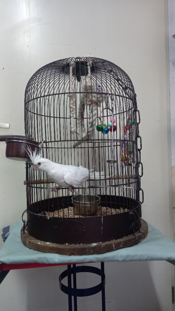 Zolux Vogelkooi Retro Marthe 4 x, Dieren en Toebehoren, Vogels | Hokken en Kooien, Ophalen, Zo goed als nieuw, Metaal, Vogelkooi