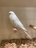 Mooie gezonde jonge Engelse Grasparkieten, Dieren en Toebehoren, Vogels | Parkieten en Papegaaien, Meerdere dieren, Parkiet