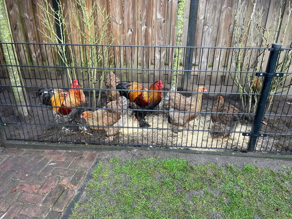 Broedeieren Brahma Groot Meerz.Patrijs / Blauw Patrijs, Dieren en Toebehoren, Pluimvee, Geslacht onbekend, Kip