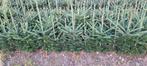 Plantgoed kerstbomen fraseri, omorika, abies, nordmann, Tuin en Terras, Ophalen, Nieuw, Minder dan 10 m²
