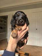 Langharige dwerg teckel reutjes black & tan met stamboom, Reu, 8 tot 15 weken, Dwerg, Langhaar