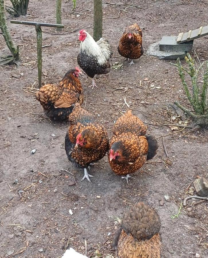 broedeieren, Dieren en Toebehoren, Pluimvee, Kip, Geslacht onbekend