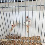 2 koppels zebravinken, Dieren en Toebehoren, Vogels | Overige Vogels, Meerdere dieren, Tropenvogel