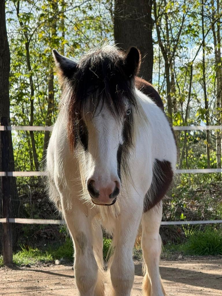 Diverse tinker (s) / irish cob (s) te koop, Merrie, Minder dan 160 cm, Dressuurpaard, Gechipt