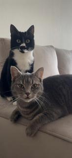 Twee katten DRINGEND opzoek na nieuw huisje