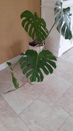 Mooie grote plant, ik heb er geen plek meer voor., Huis en Inrichting, Kamerplanten, Ophalen