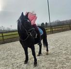 9-jarige Hongaarse ruin