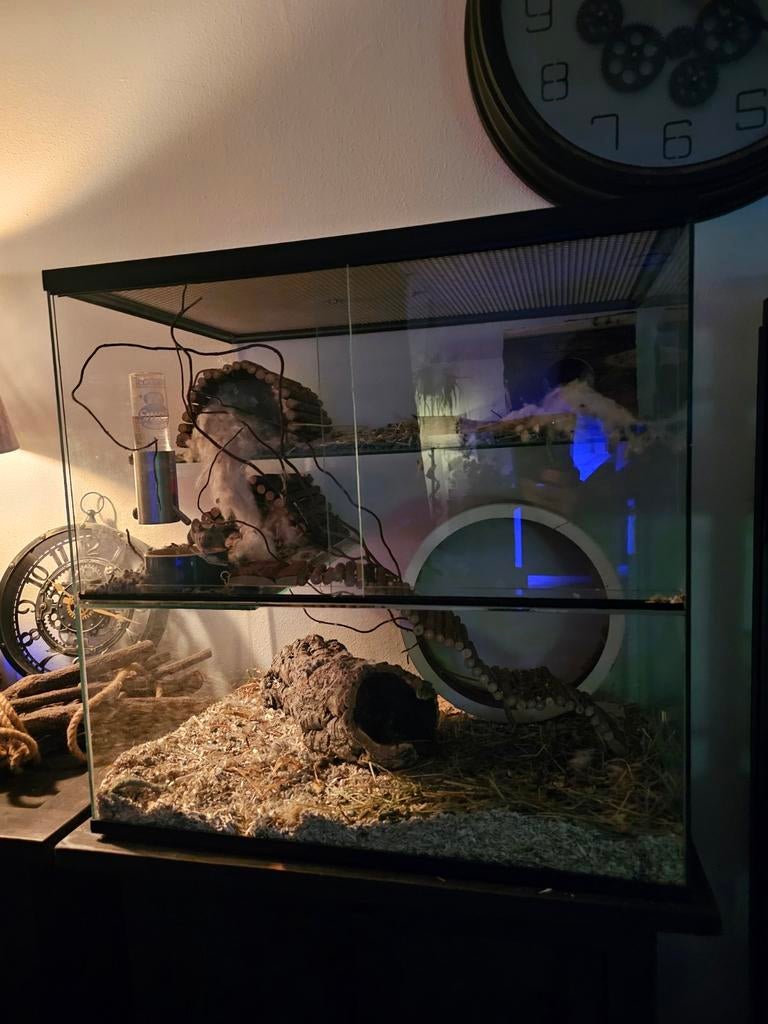 Lieve tamme kleurmuizen incl terrarium, Dieren en Toebehoren, Knaagdieren, Muis, December, Vrouwelijk, Tam