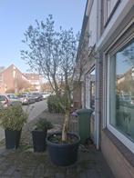 Olijfboom, Lente, Olijfboom, 250 tot 400 cm, Ophalen