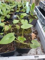 Malva, Tuin en Terras, Planten | Tuinplanten, Volle zon, Eenjarig, Zomer, Ophalen