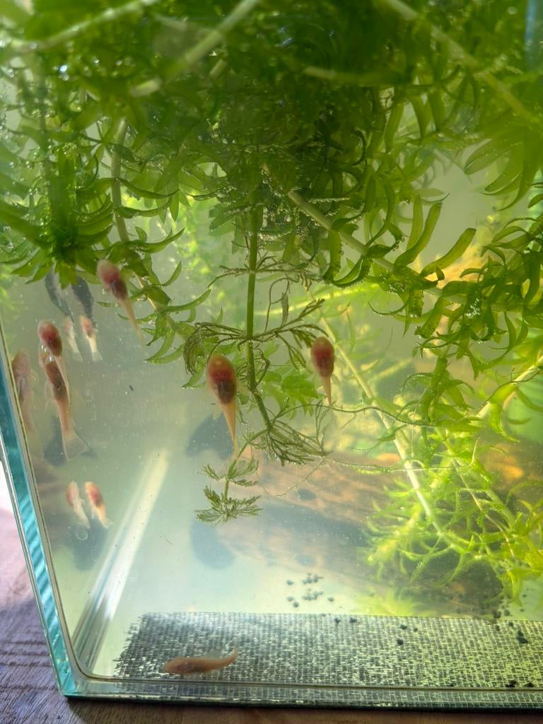 Algeneters jonkies, Vis