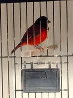 Kapoetsensijsxkanarie, Dieren en Toebehoren, Mannelijk