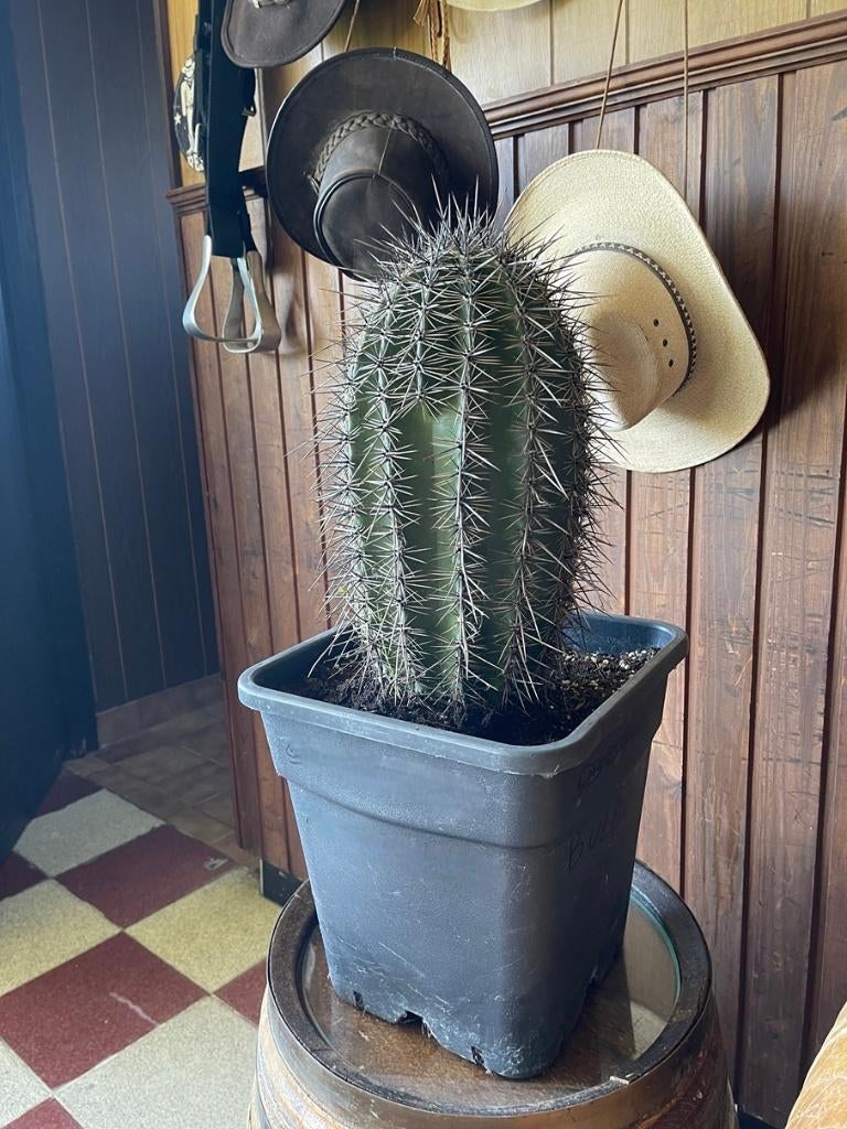 Saguaro cactus (de echte!!), Huis en Inrichting, Kamerplanten, Ophalen, Minder dan 100 cm, In pot, Cactus