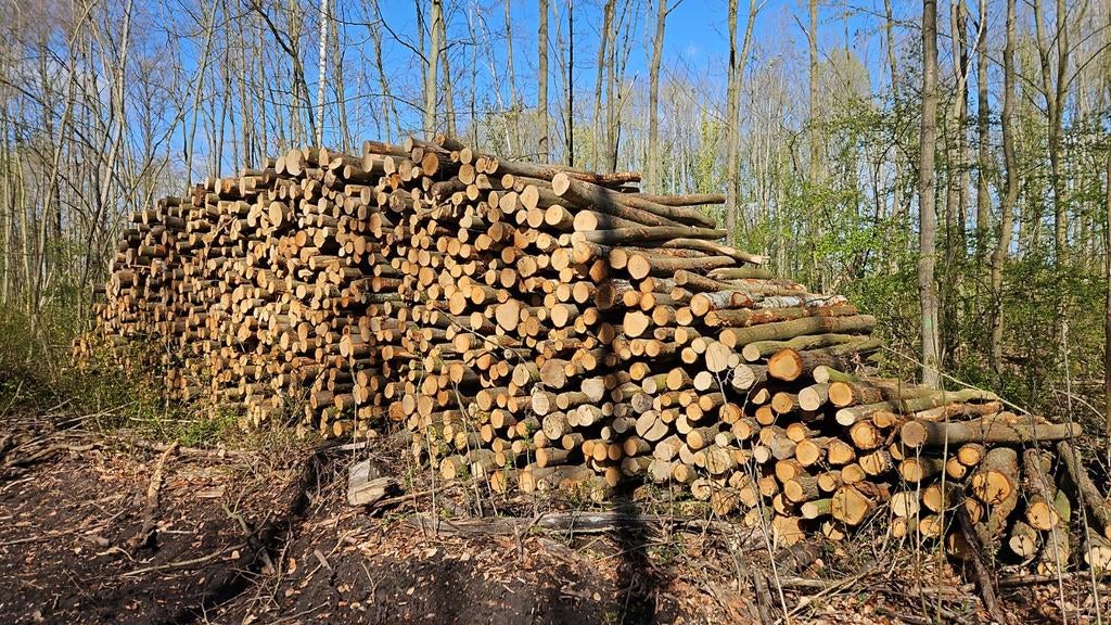 Brandhout stammen eik, beuk, berk esdoorn voor haardhout, 6 m³ of meer, Verzenden, Eikenhout, Stammen